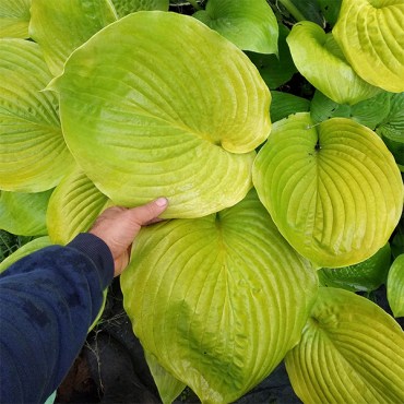 сам энд субстанс